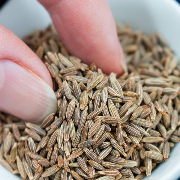 coriander2.jpg